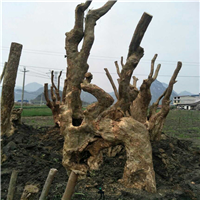 广西紫薇、广西紫薇古桩、广西紫薇古桩基地