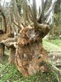 紫薇古桩、广东紫薇古桩基地、广西紫薇古桩树、深圳紫薇古桩小苗