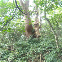 桂林榆树，南宁榆树，广西榆树批发