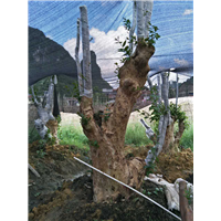 柳州紫薇古桩培育基地，柳州紫薇古桩价格