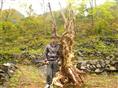 广西柳州紫薇古桩培育基地|紫薇古桩价格-广西紫薇古桩批发-
