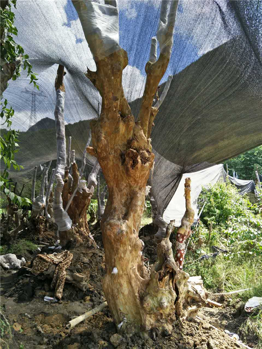 广西紫薇培育基地、广西柳州紫薇古桩