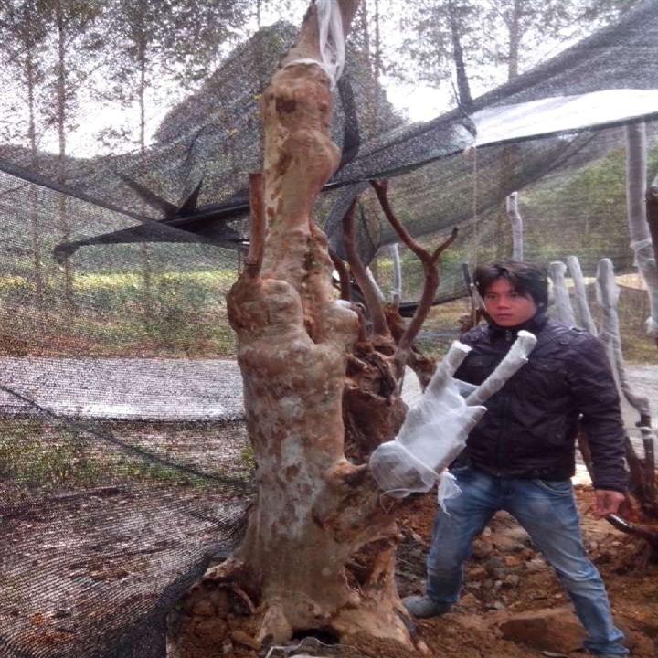 柳州紫薇古桩培育基地/紫薇桩**价格/出售**的紫薇古桩 