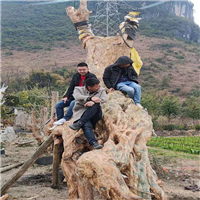 广西紫薇古桩