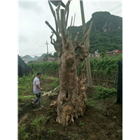 哪里有榆树古桩卖？广西榆树古桩