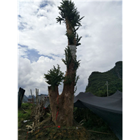 销售榆树古桩，广西榆树古桩，柳州榆树古桩