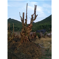 广西供应紫薇古桩、广西紫薇古桩培育基地