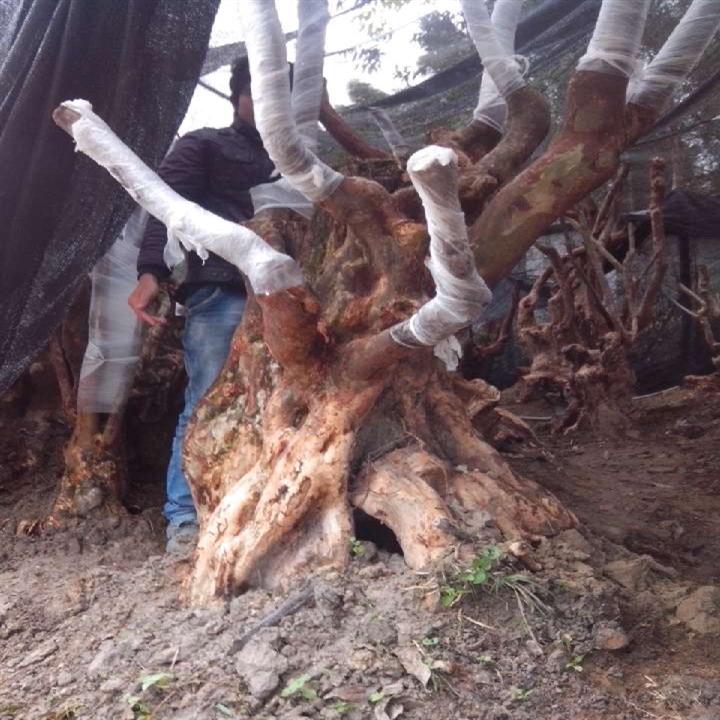 广西紫薇古桩/价格**值的紫薇古桩/柳州紫薇古桩生产商 