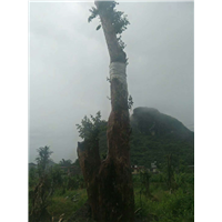 柳州榆树古桩批发，广西柳州榆树古桩