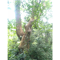 广西柳州榆树培育基地，柳州榆树