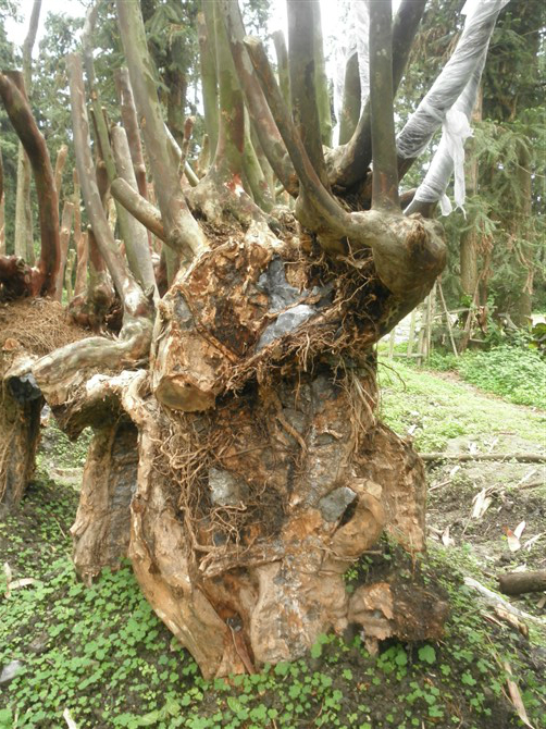 紫薇古桩、广东紫薇古桩基地、广西紫薇古桩树、深圳紫薇古桩小苗