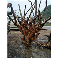 广西榆树古桩，柳州榆树古桩，出售榆树古桩