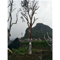 广西榆树古桩价格，广西榆树古桩，广西苗木