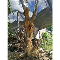 广西紫薇培育基地、广西柳州紫薇古桩