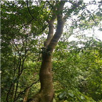 广西榆树，柳州榆树，柳州榆树批发