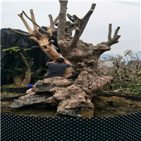 紫薇古桩