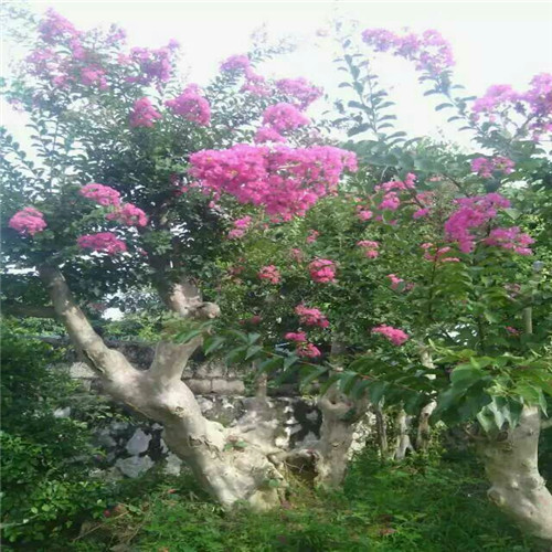 哪里有紫薇古桩卖？广西紫薇古桩供应