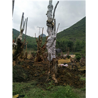 柳州紫薇古桩培育基地、柳州紫薇古桩