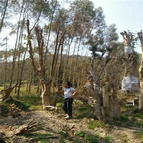 南宁紫薇古桩价格，南宁紫薇古桩批发