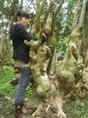 哪里有古桩紫薇、常年供应古桩紫薇、**供应古桩紫薇