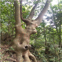 广西榆树基地，广西榆树，批发榆树