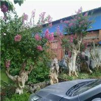 柳州紫薇古桩基地，柳州紫薇古桩批发