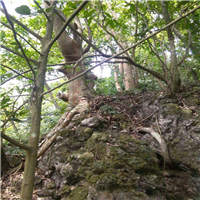 柳州榆树批发，柳州榆树价格，广西柳州榆树