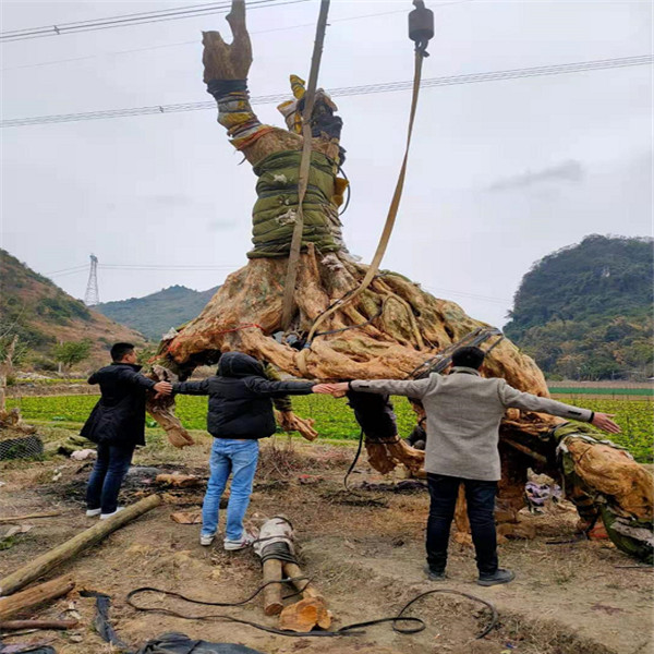 北京紫薇古桩