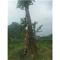 柳州榆树古桩培育基地，柳州榆树古桩价格
