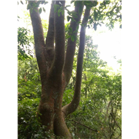 柳州榆树培育基地，柳州榆树，广西柳州榆树