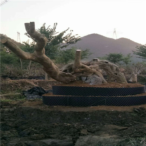 紫薇古桩
