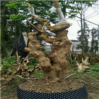 广西紫薇、广西紫薇古桩、广西紫薇古桩基地