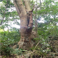 广西榆树基地，广西榆树，桂林榆树