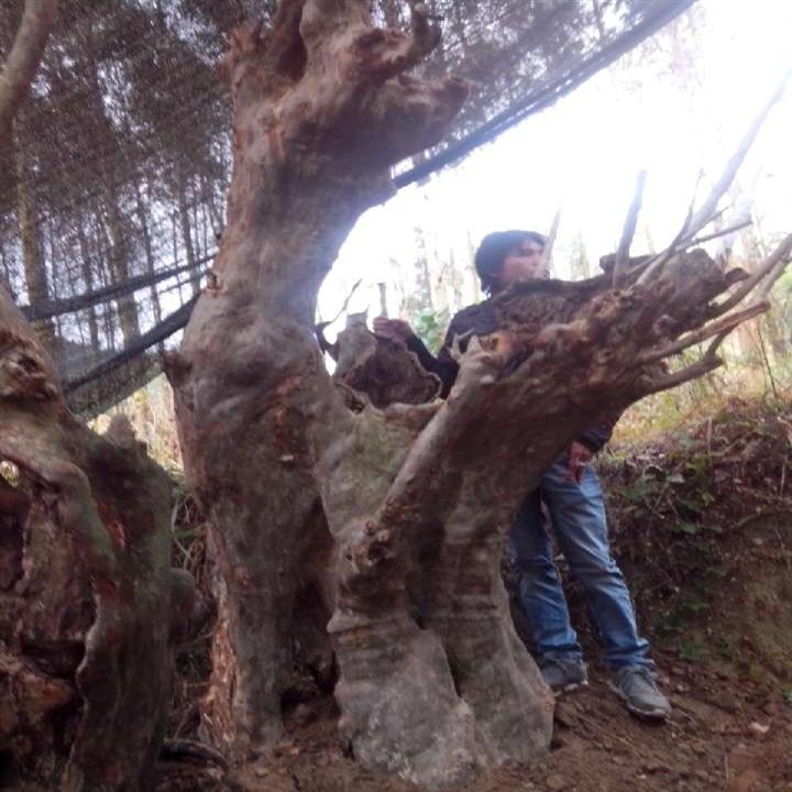 紫薇古桩\紫薇古桩培育基地\广西紫薇古桩\出售紫薇古桩 