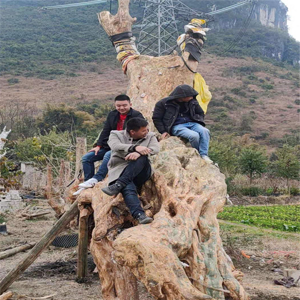 广西古桩紫薇