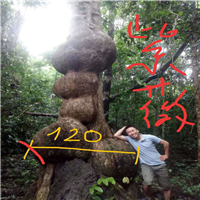 广西紫薇、广西紫薇古桩、广西紫薇古桩基地