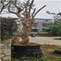 紫薇古桩 