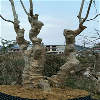 紫薇古桩