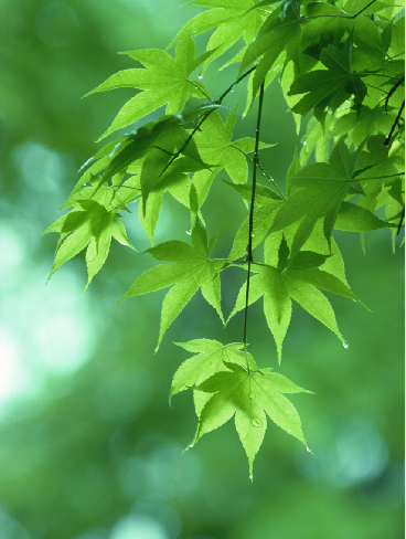 **广西秋枫树价格-广西秋枫树种植基地-|广西秋枫树出售-