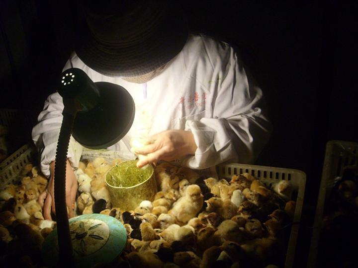 武汉博达康生态禽业有限公司