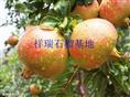 批发石榴|供应石榴 