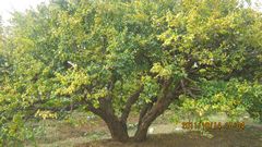 山东石榴树苗批发-石榴树8