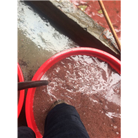 优质红线虫 