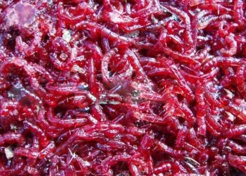 红线虫-红线虫1