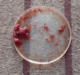 红线虫-红线虫3