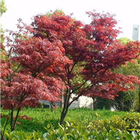 江西红枫批发基地