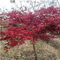 江西鸡爪槭种植地