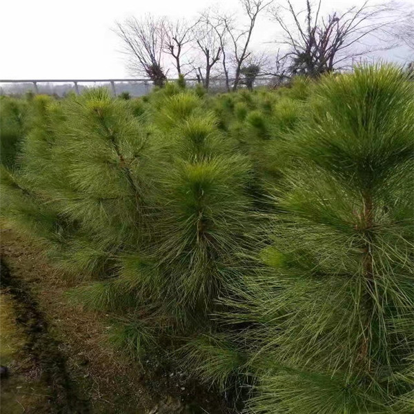 江西湿地松