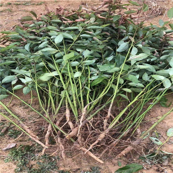 江西香樟树