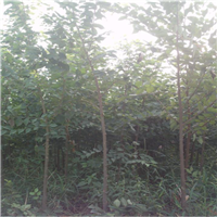 江西马褂木
